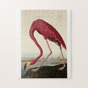 John James Audubon - Rosaflamingo