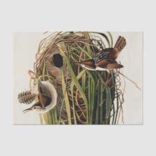 John James Audubon Sumpfzaunkönig-Vogel-Druck Seidenpapier