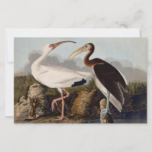 John James Audubon Weißer Ibis Vogel Druck Klassik