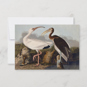 John James Audubon Weißer Ibis Vogel Druck Klassik