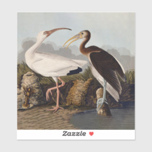 John James Audubon Weißer Ibis Vogel Druck Klassik Aufkleber