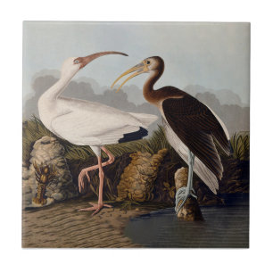 John James Audubon Weißer Ibis Vogel Druck Klassik Fliese
