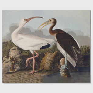 John James Audubon Weißer Ibis Vogel Druck Klassik Geschenkpapier