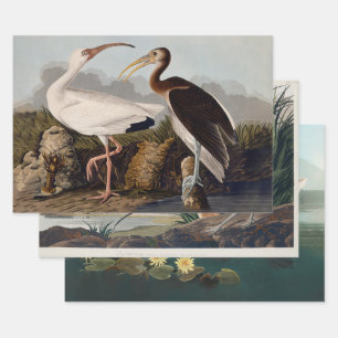 John James Audubon Weißer Ibis Vogel Druck Klassik Geschenkpapier Set