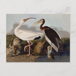 John James Audubon Weißer Ibis Vogel Druck Klassik Postkarte