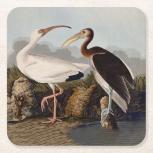 John James Audubon Weißer Ibis Vogel Druck Klassik Rechteckiger Pappuntersetzer