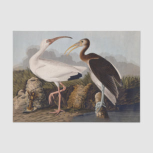 John James Audubon Weißer Ibis Vogel Druck Klassik Seidenpapier