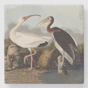 John James Audubon Weißer Ibis Vogel Druck Klassik Steinuntersetzer