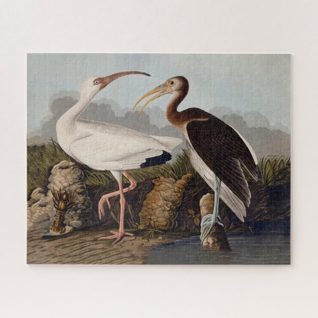 John James Audubon White Ibis Bird Print Classic (Horizontal)