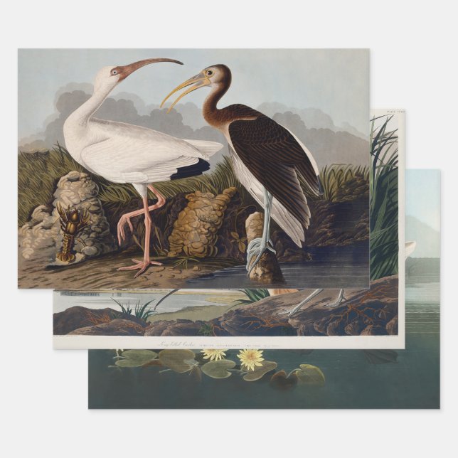 John James Audubon White Ibis Bird Print Classic Geschenkpapier Set (Set)