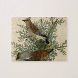 John James Audubon Zedernseidenschwanz-Vogel-Druck