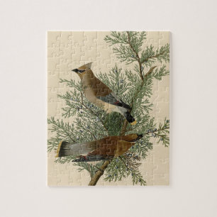 John James Audubon Zedernseidenschwanz-Vogel-Druck