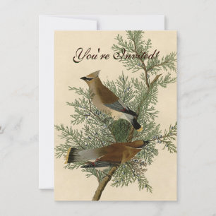John James Audubon Zedernseidenschwanz-Vogel-Druck Einladung