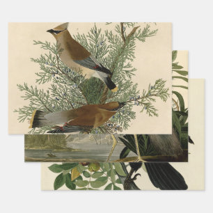 John James Audubon Zedernseidenschwanz-Vogel Druck Geschenkpapier Set