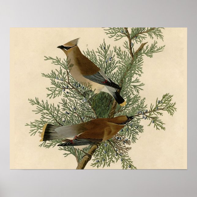 John James Audubon Zedernseidenschwanz-Vogel Druck Poster (Vorne)