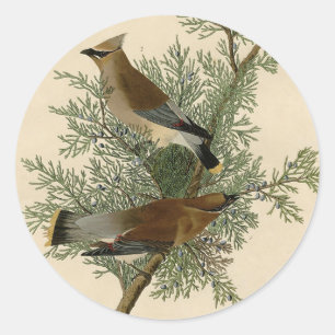 John James Audubon Zedernseidenschwanz-Vogel-Druck Runder Aufkleber
