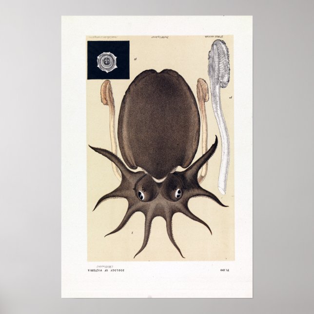 John James Wild Large Melbourne Sepia Poster (Vorne)