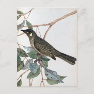John Lewin Yellow Ear Honeysucker Lewins Honeyeyey Postkarte