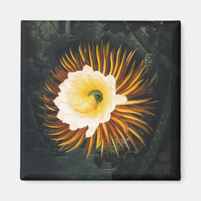 John Thornton The Night-Blaswing Cereus Botanical Magnet (Vorne)