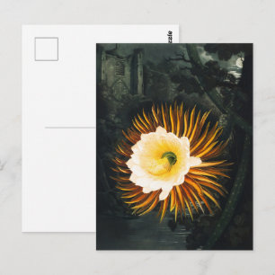 John Thornton The Night-Blaswing Cereus Botanical Postkarte