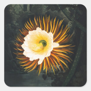 John Thornton The Night-Blaswing Cereus Botanical Quadratischer Aufkleber