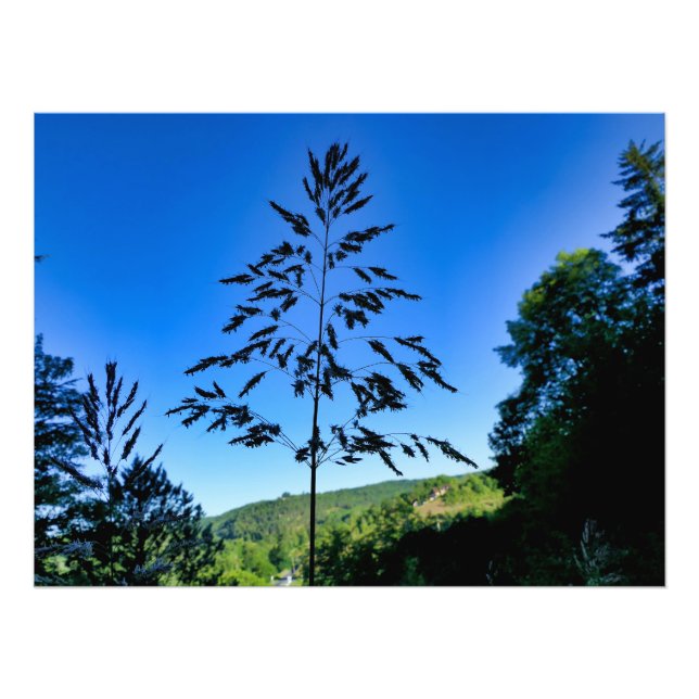 Johnson Grass Fotodruck (Vorne)
