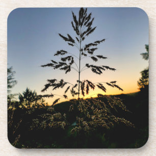 Johnson Grass Getränkeuntersetzer