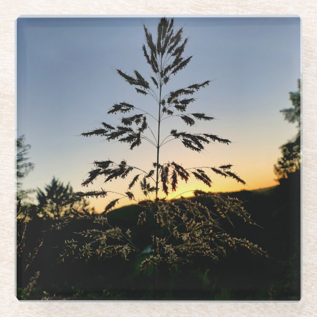 Johnson Grass Glasuntersetzer (Vorderseite)