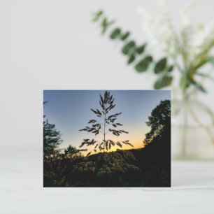 Johnson Grass Postkarte