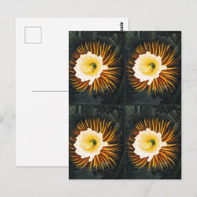 JohnThornton Vier nächtblühende Getreide Botanisch Postkarte (Vorne/Hinten)