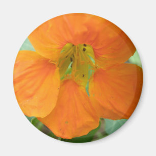 Joli aimant à fleur de Nasturtium orange