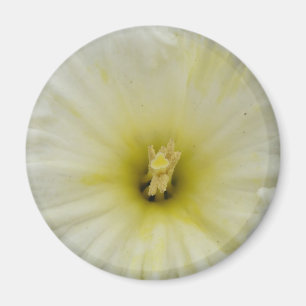 Joli aimant de jonquille pâle
