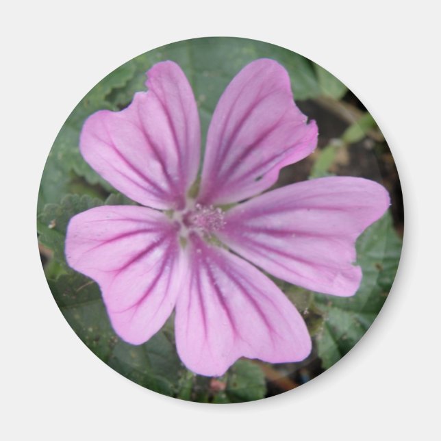 Joli aimant Fleur sauvage pourpre (Devant)