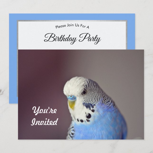 Joli Blue Budgie Photo Anniversaire Invitation (Devant / Derrière)