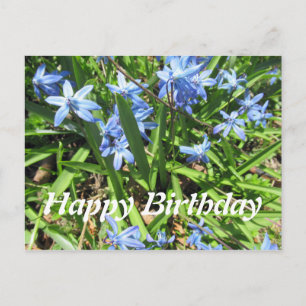 Joli Blue Scilla Flower Photo Anniversaire Carte p