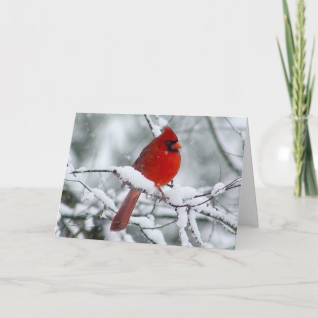 Joli cardinal rouge sur la carte de neige (Devant)