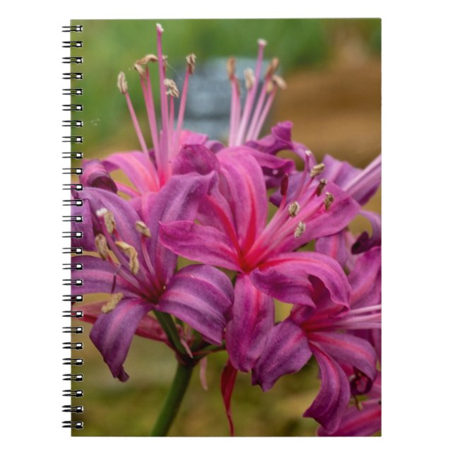 Joli Carnet Spiral Fleurs Nerines Roses (Devant)