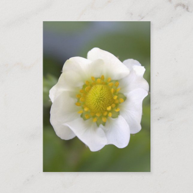 Joli cartes de visite de fleur de fraise blanche. (Devant)