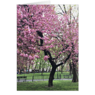 Joli cerisier rose Fleur Arbre NYC New York City