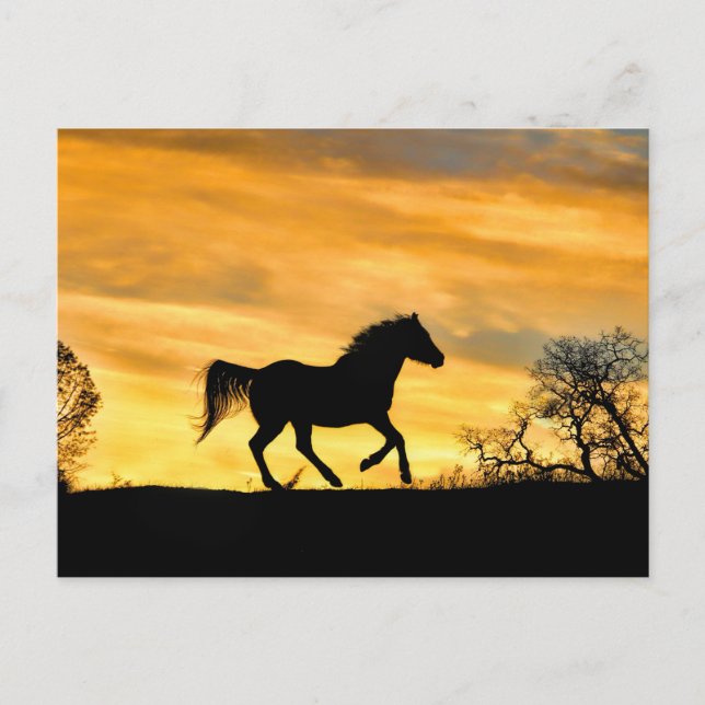 Joli Cheval de course à la carte postale coucher d (Devant)