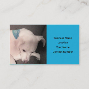 Joli Chien Chien Chien Blanc Bleu Beau Carte de vi