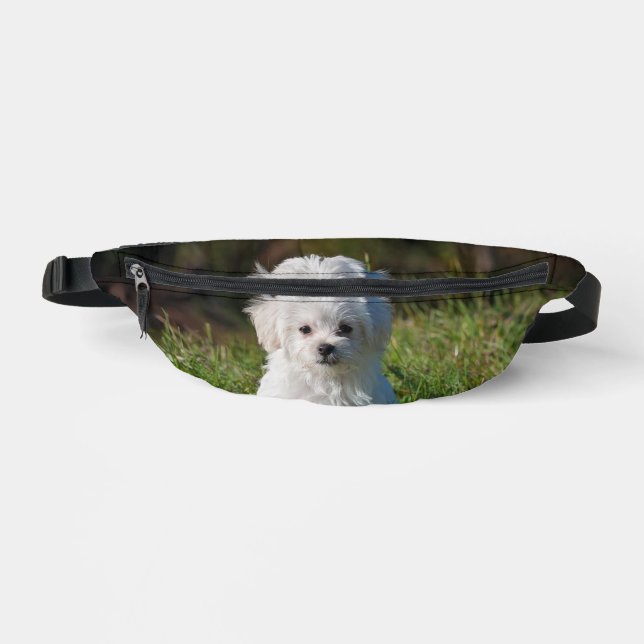 Joli chiot blanc (Recto)