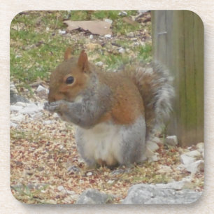 Joli Dessous de verre d'écureuil.