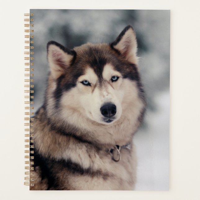 Joli Husky en plein air (Devant)