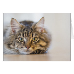 Joli Kitty Vous regarde