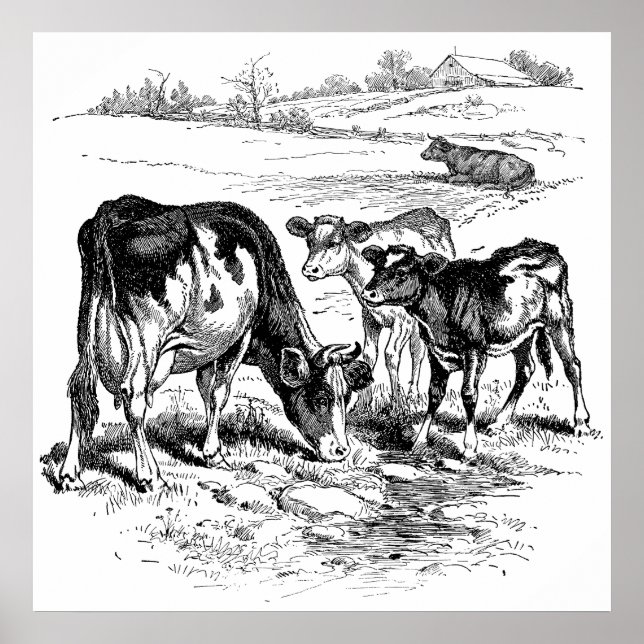 Joli noir blanc vaches de ferme décoration poster  (Devant)