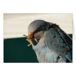Joli oiseau