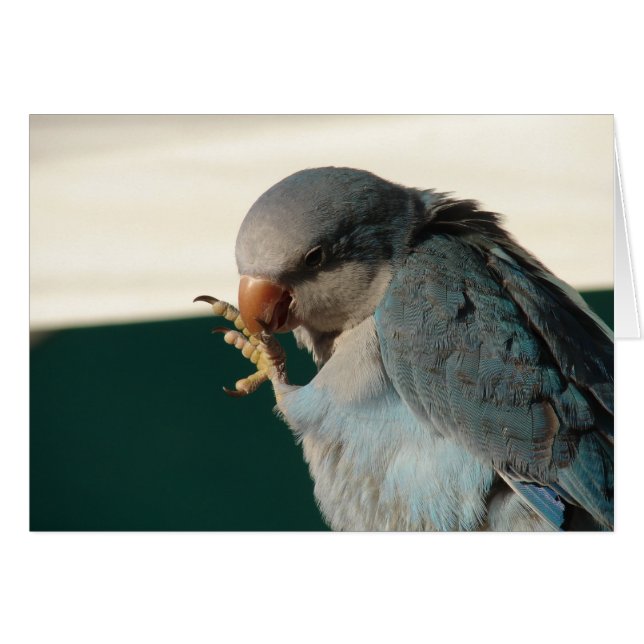 Joli oiseau (Devant horizontal)