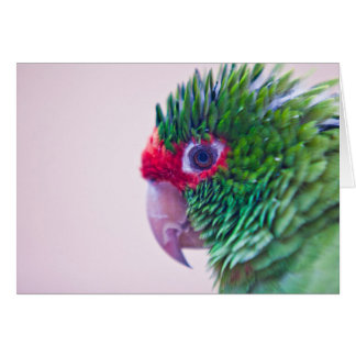 Joli oiseau dans Ollantaytambo