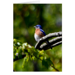 Joli Oiseau ! Envoyer un sourire